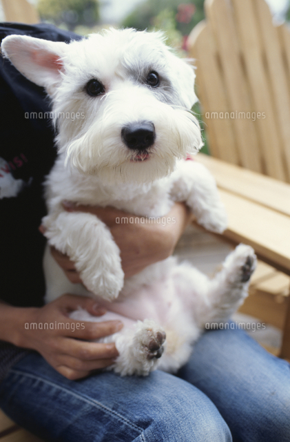 女性の膝に抱っこされる白い犬[10733004817]の写真・イラスト