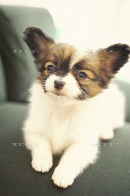緑のソファの上に座る犬 パピヨン の写真素材 イラスト素材 アマナイメージズ