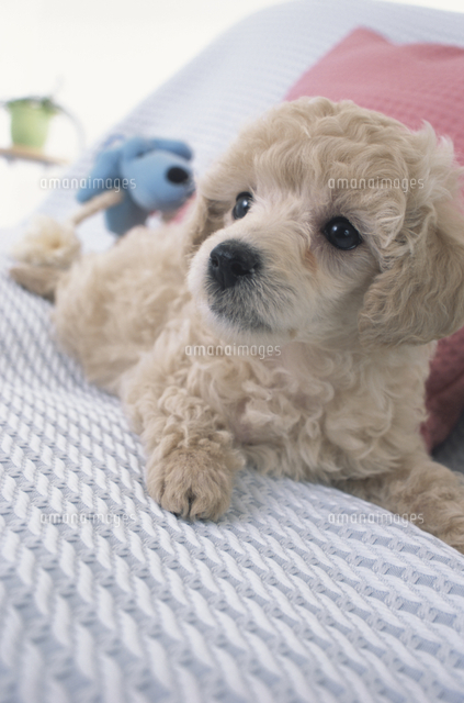 ソファに座る白い子犬 トイプードル の写真素材 イラスト素材 アマナイメージズ