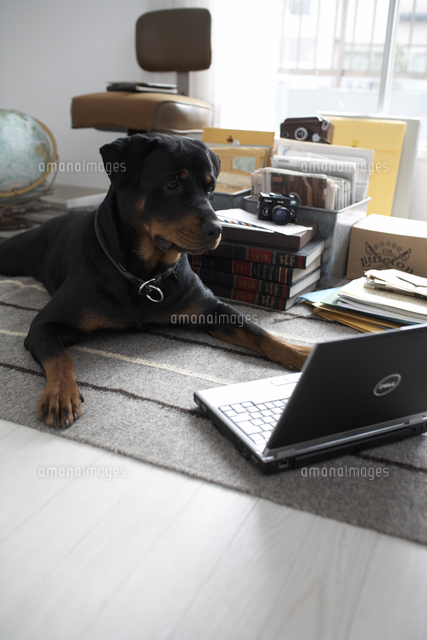 ノートパソコンを見る犬 の写真素材 イラスト素材 アマナイメージズ