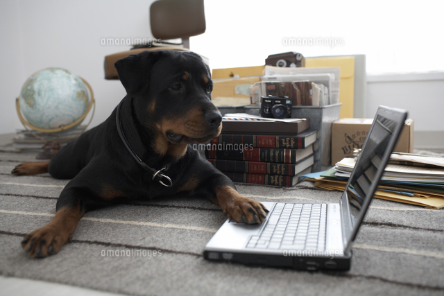 ノートパソコンにさわる犬 の写真素材 イラスト素材 アマナイメージズ