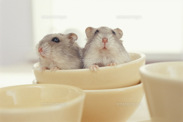 2匹のジャンガリアンハムスター用品揃います高槻市に取りに来てください