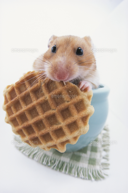 青いカップの中でワッフルを食べるゴールデンハムスター の写真素材 イラスト素材 アマナイメージズ