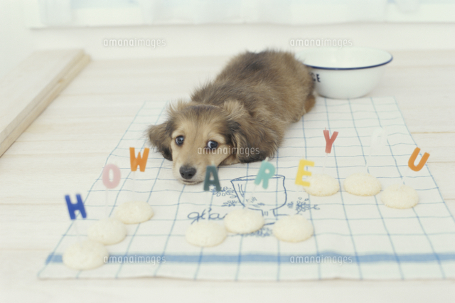 伏せるミニチュアダックスフンド[10733009002]の写真・イラスト素材