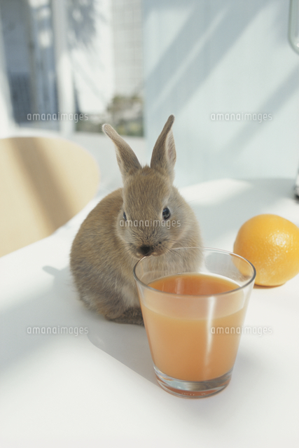 ジュースの入ったグラスとウサギ ネザーランドドワーフ の写真素材 イラスト素材 アマナイメージズ