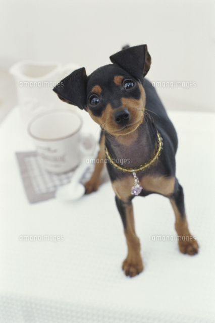 犬 ミニチュアピンシャー とミルクポットとマグカップ の写真素材 イラスト素材 アマナイメージズ