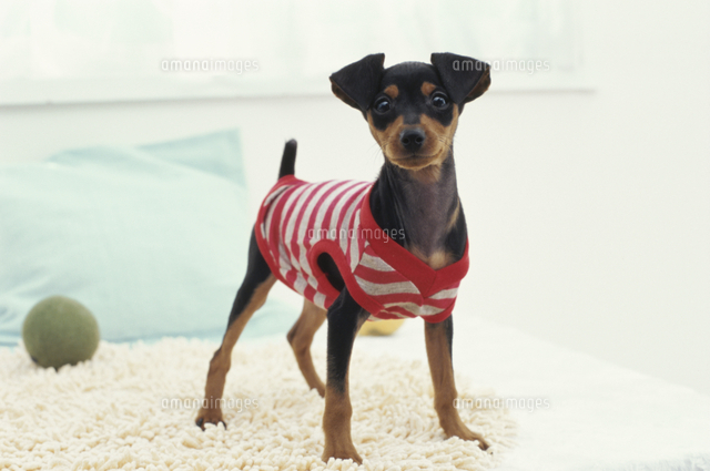 服を着てマットの上に立つ犬 ミニチュアピンシャー の写真素材 イラスト素材 アマナイメージズ