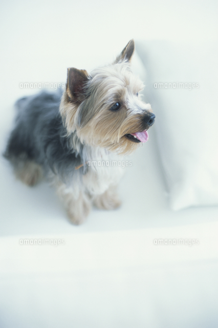 犬 ヨークシャテリア の写真素材 イラスト素材 アマナイメージズ