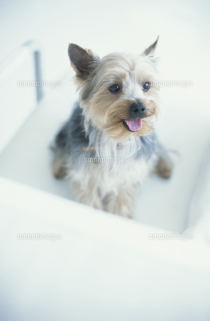 犬 ヨークシャテリア の写真素材 イラスト素材 アマナイメージズ