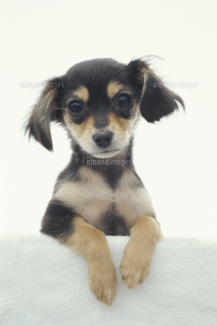 犬 チワックス の写真素材 イラスト素材 アマナイメージズ
