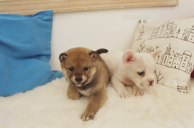 2匹の犬（ゴールデンレトリバー ミニチュアダックスフンド