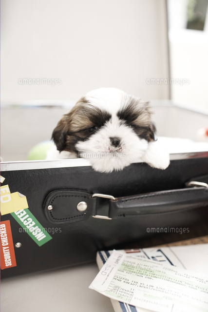 スーツケースから顔を出す犬 シーズー の写真素材 イラスト素材 アマナイメージズ