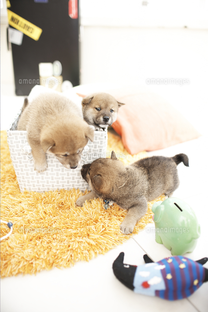 3匹の犬 柴犬 とおもちゃ の写真素材 イラスト素材 アマナイメージズ