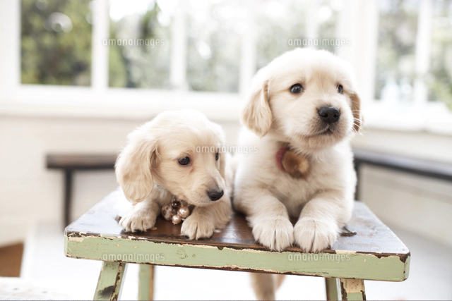 270 フレブル ゴールデン ダックスフンド 犬 わんこ 達 集合 270