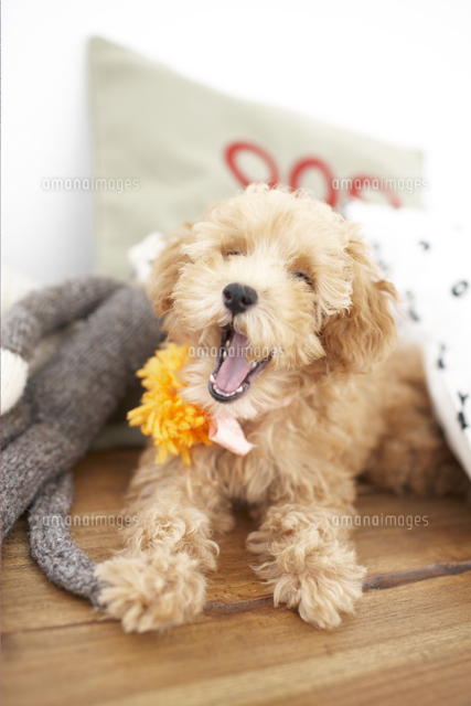 サルのぬいぐるみとトイプードル の写真素材 イラスト素材 アマナイメージズ