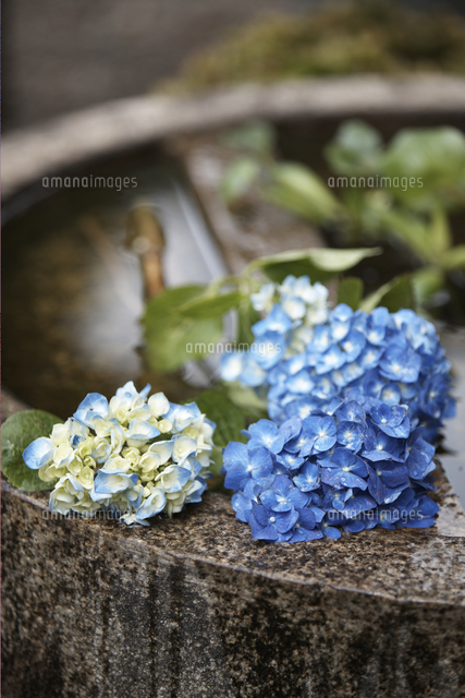 紫陽花の花 の写真素材 イラスト素材 アマナイメージズ