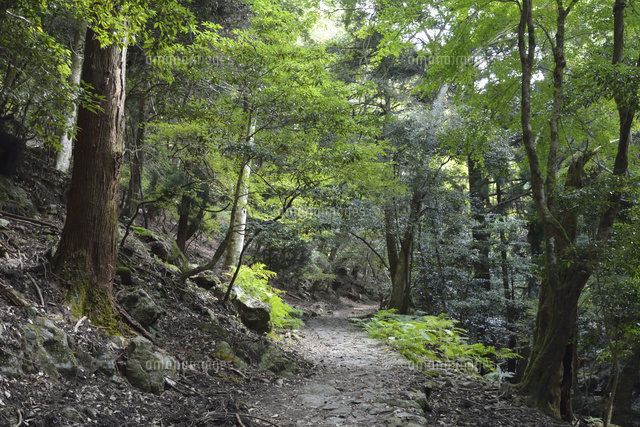 石畳続く滝坂の道 柳生街道 と春日山原始林 の写真素材 イラスト素材 アマナイメージズ