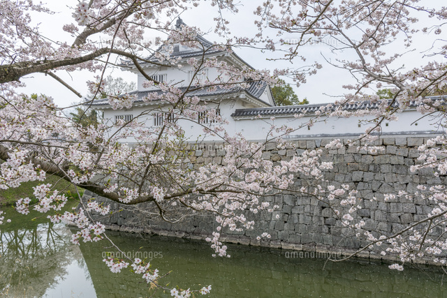 日下常由、【古代多賀城政庁の桜】、希少画集画、風景、自然 日下常由、【古代多賀城政庁の桜】、希少画集画、風景、自然