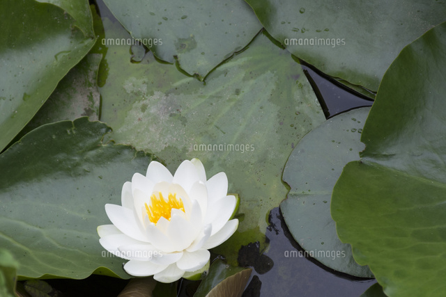 白いスイレンの花 の写真素材 イラスト素材 アマナイメージズ
