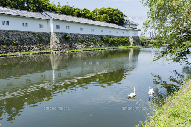 彦根城二の丸佐和口多聞櫓 堀と白鳥[10737000326]の写真・イラスト素材