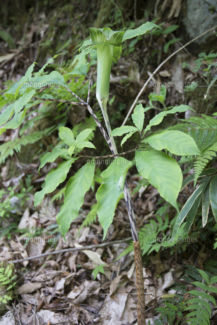 開花期のマムシグサ 蝮草 の写真素材 イラスト素材 アマナイメージズ