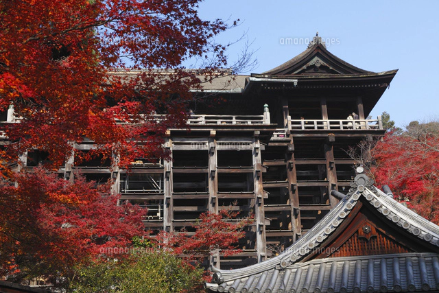 12月晩秋 紅葉の清水寺 京都の秋景色[10738000155]の写真・イラスト