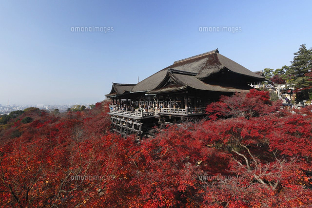 12月晩秋 紅葉の清水寺 京都の秋景色[10738000153]の写真・イラスト