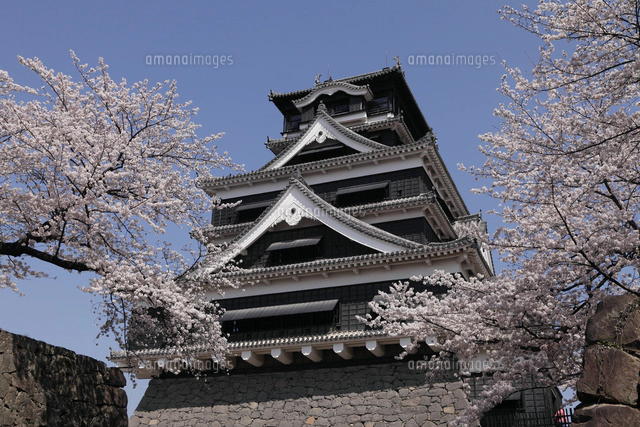 3月春 桜の熊本城[10738000395]の写真・イラスト素材｜アマナイメージズ