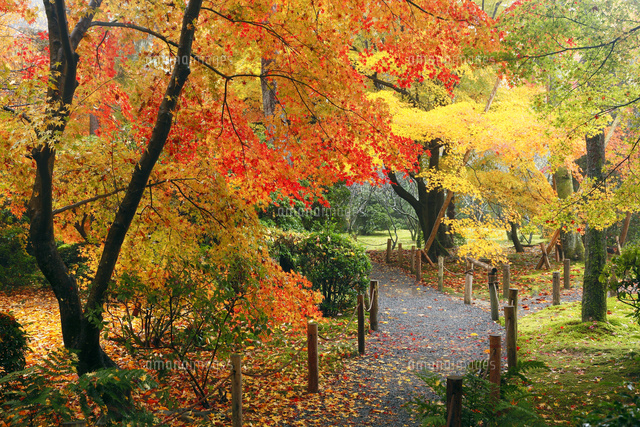 11月秋 龍安寺境内の雨紅葉 の写真素材 イラスト素材 アマナイメージズ