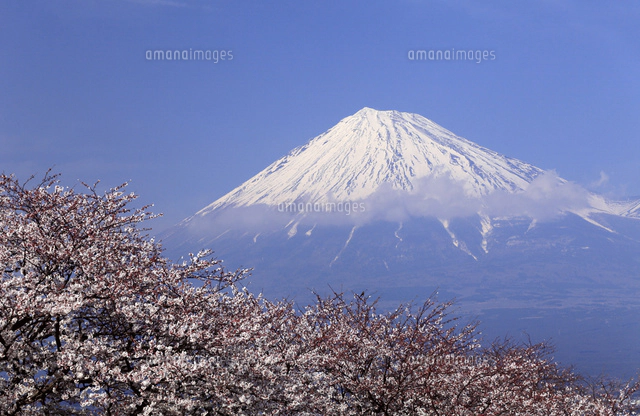 4月春,青空に映える残雪の富士山と雁公園の満開の桜[10738001195]の