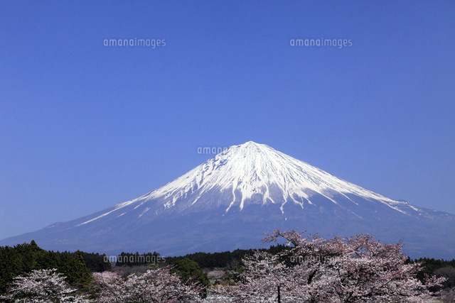 4月春,青空に映える富士山と龍厳淵の満開の桜[10738001192]の写真