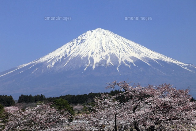 4月春,青空に映える富士山と龍厳淵の満開の桜[10738001192]の写真