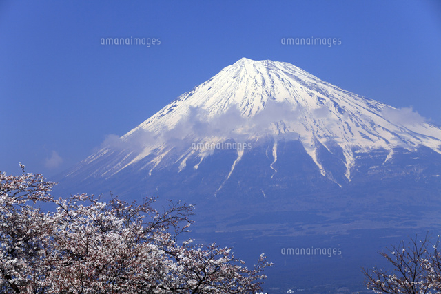 4月春,青空に映える残雪の富士山と雁公園の満開の桜[10738001195]の