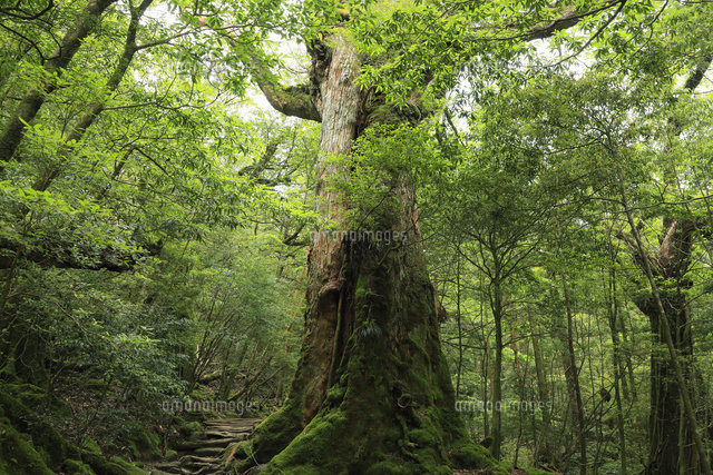 5月,七本杉ー白谷雲水峡の屋久杉巨樹[10738001343]の写真・イラスト