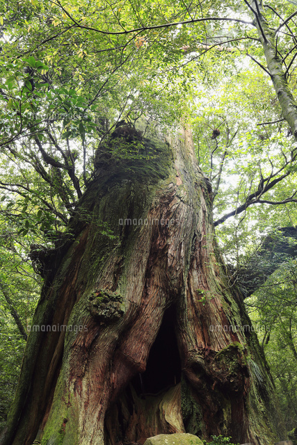 屋久杉 6月初夏,屋久島の二代大杉ー屋久杉の巨樹[10738001378]の写真