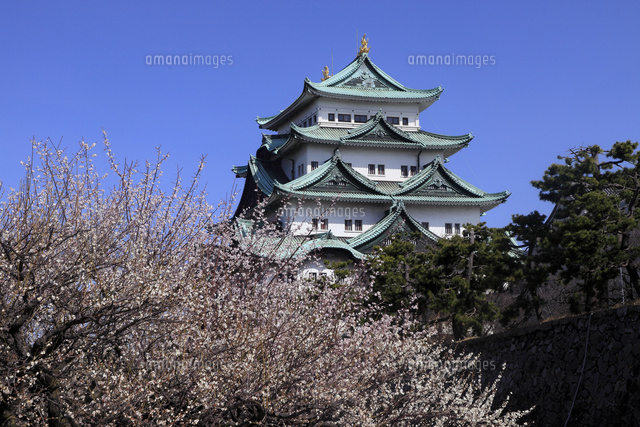 梅の名古屋城天守閣 の写真素材 イラスト素材 アマナイメージズ 梅の名古屋城天守閣 の写真素材 イラスト素材 アマナイメージズ