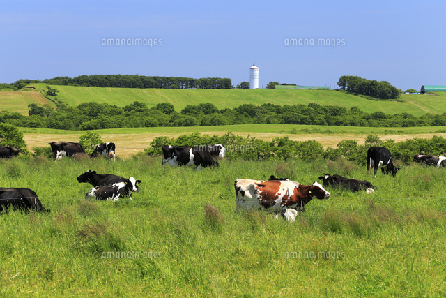 7月 北海道根釧台地の酪農風景 の写真素材 イラスト素材 アマナイメージズ
