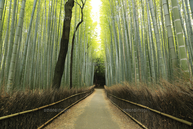6月初夏 京都嵯峨野の竹林の道[10738001887]の写真素材・イラスト素材 