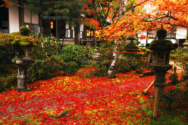 11月 紅葉の永観堂 京都の秋景色[10738002161]の写真・イラスト