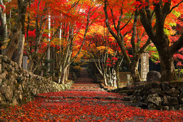 11月 紅葉の鶏足寺参道 滋賀の秋景色 の写真素材 イラスト素材 アマナイメージズ