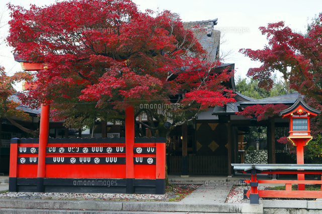 11月 紅葉の車折 くるまざき 神社 京都の秋景色 の写真素材 イラスト素材 アマナイメージズ
