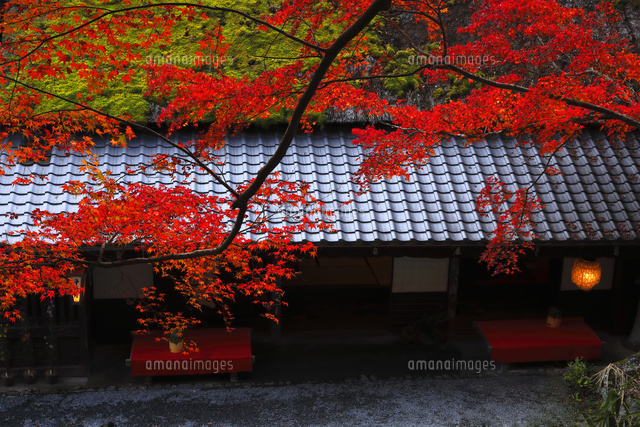 11月秋 平野茶屋 紅葉の愛宕街道 の写真素材 イラスト素材 アマナイメージズ