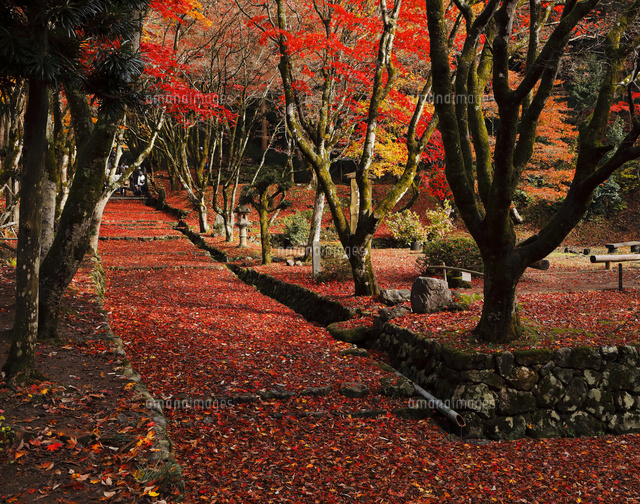 11月 紅葉の鶏足寺参道 滋賀の秋景色 の写真素材 イラスト素材 アマナイメージズ