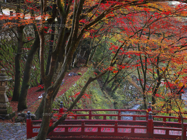 11月 紅葉の横蔵寺 美濃の正倉院 の写真素材 イラスト素材 アマナイメージズ