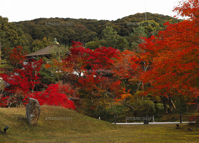 11月 紅葉の高台寺 京都の秋景色 の写真素材 イラスト素材 アマナイメージズ