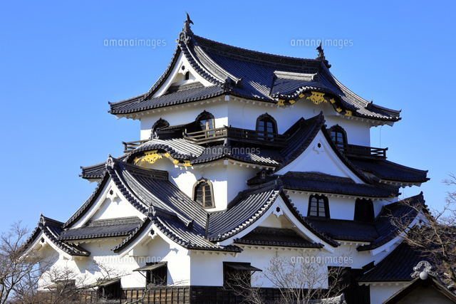 1月 青空の彦根城天守閣[10738002987]の写真・イラスト素材｜アマナ