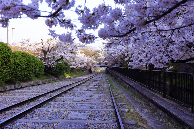 3月 琵琶湖疏水インクラインの桜 の写真素材 イラスト素材 アマナイメージズ