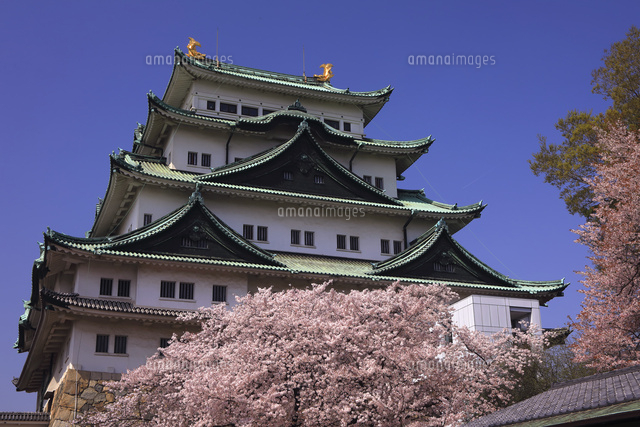 3月 桜の名古屋城 の写真素材 イラスト素材 アマナイメージズ 3月 桜の名古屋城 の写真素材 イラスト素材 アマナイメージズ
