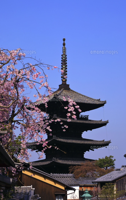 3月 枝垂桜の八坂の塔 京都東山の風景 の写真素材 イラスト素材 アマナイメージズ