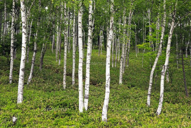 7月 八千穂高原の白樺林 信州の夏[10738003364]の写真・イラスト素材